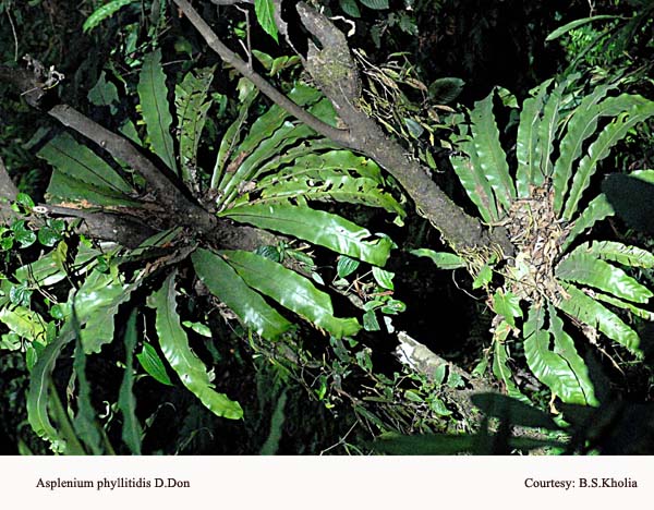 Asplenium phyllitidis D. Don